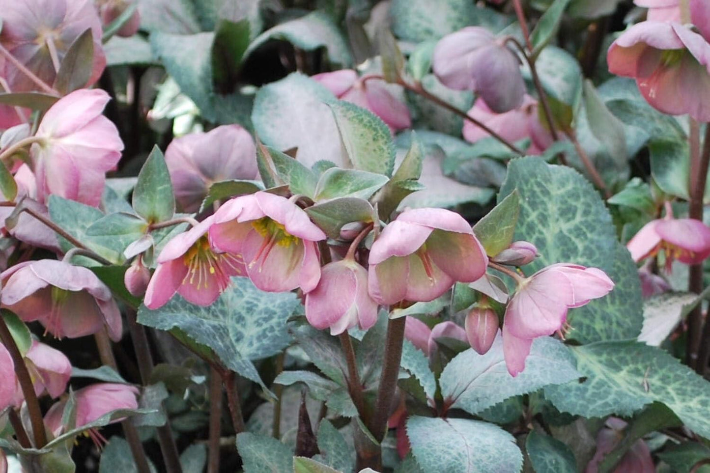 Perennial Farm Marketplace Helleborus Frostkiss® Penny’s Pink (Lenten Rose) Live Perennial, Size-#1 Container, Mauve Pink Late Winter to Spring Flowers with Marbled Evergreen Foliage