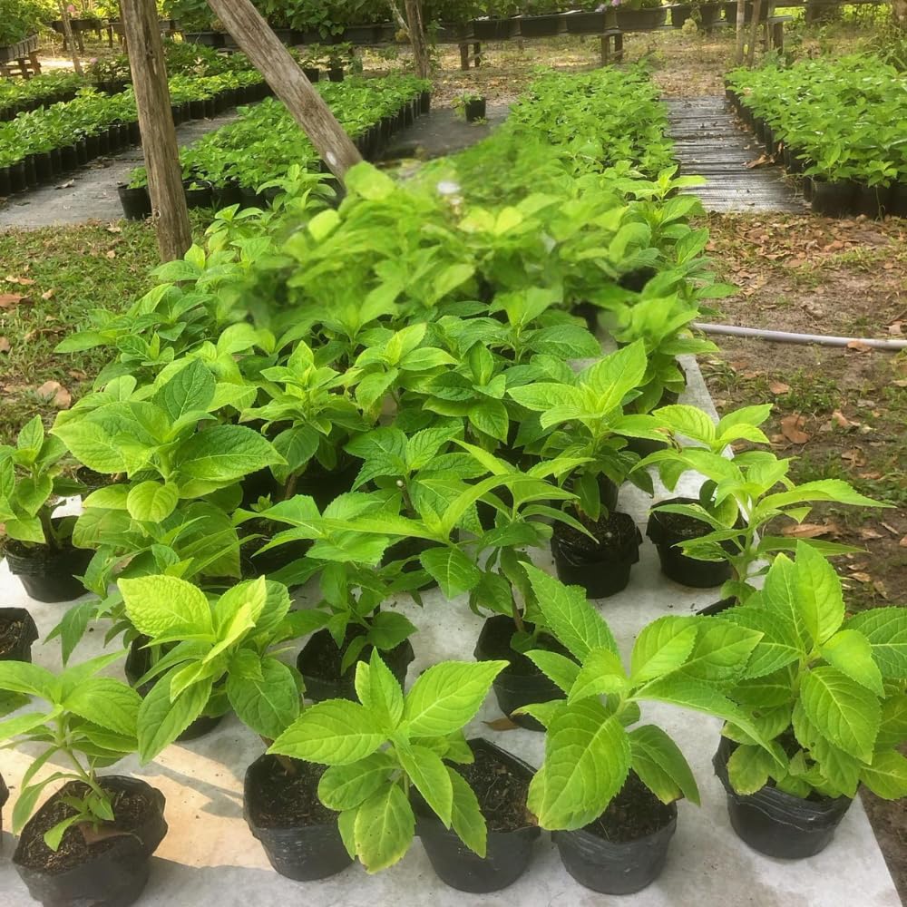 Oakleaf White to Red Pink Hydrangea Plant Live Tree, Rare Color, 4" Pot, Perennial and Hardy Blooming Shrub for Garden Spring Planting