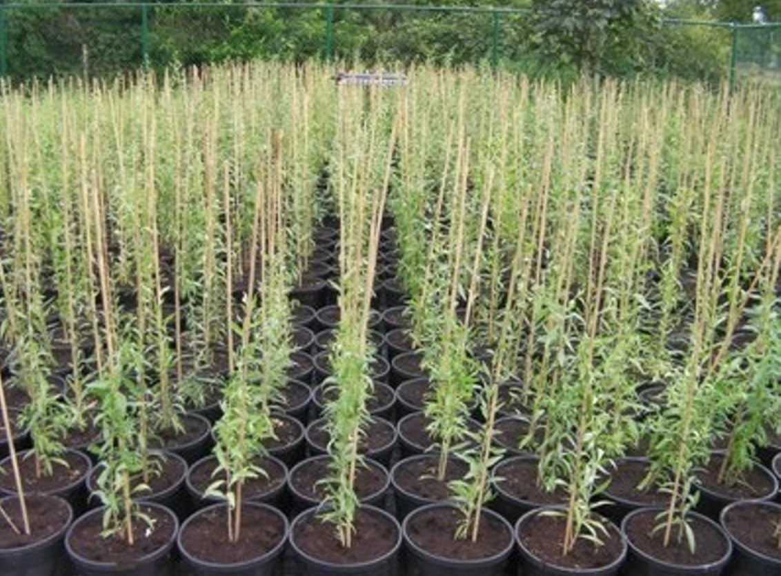 Live Plant - Goji Berry Shrub/Bush β 24" Tall Seedling, Live Plant β Potted β Lycium barbarum