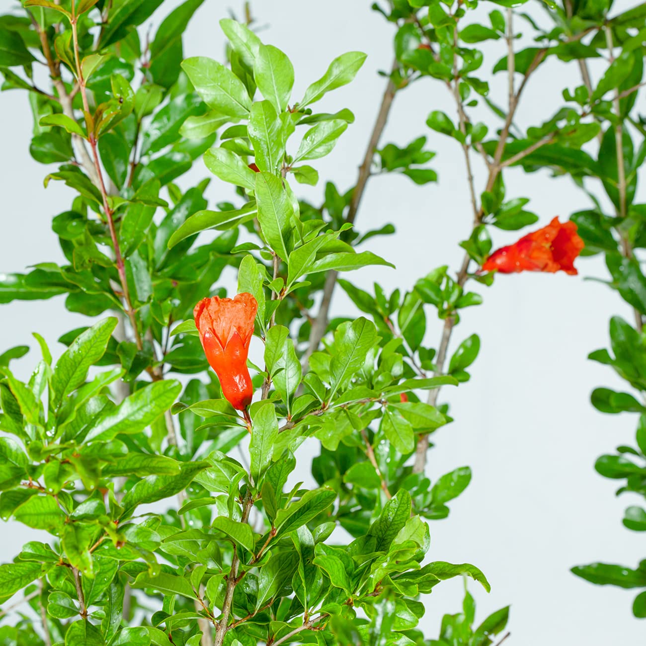 PERFECT PLANTS Wonderful Pomegranate Tree Large Delicious Fruit |, 1 Gal, Heavy Producer, 1 count