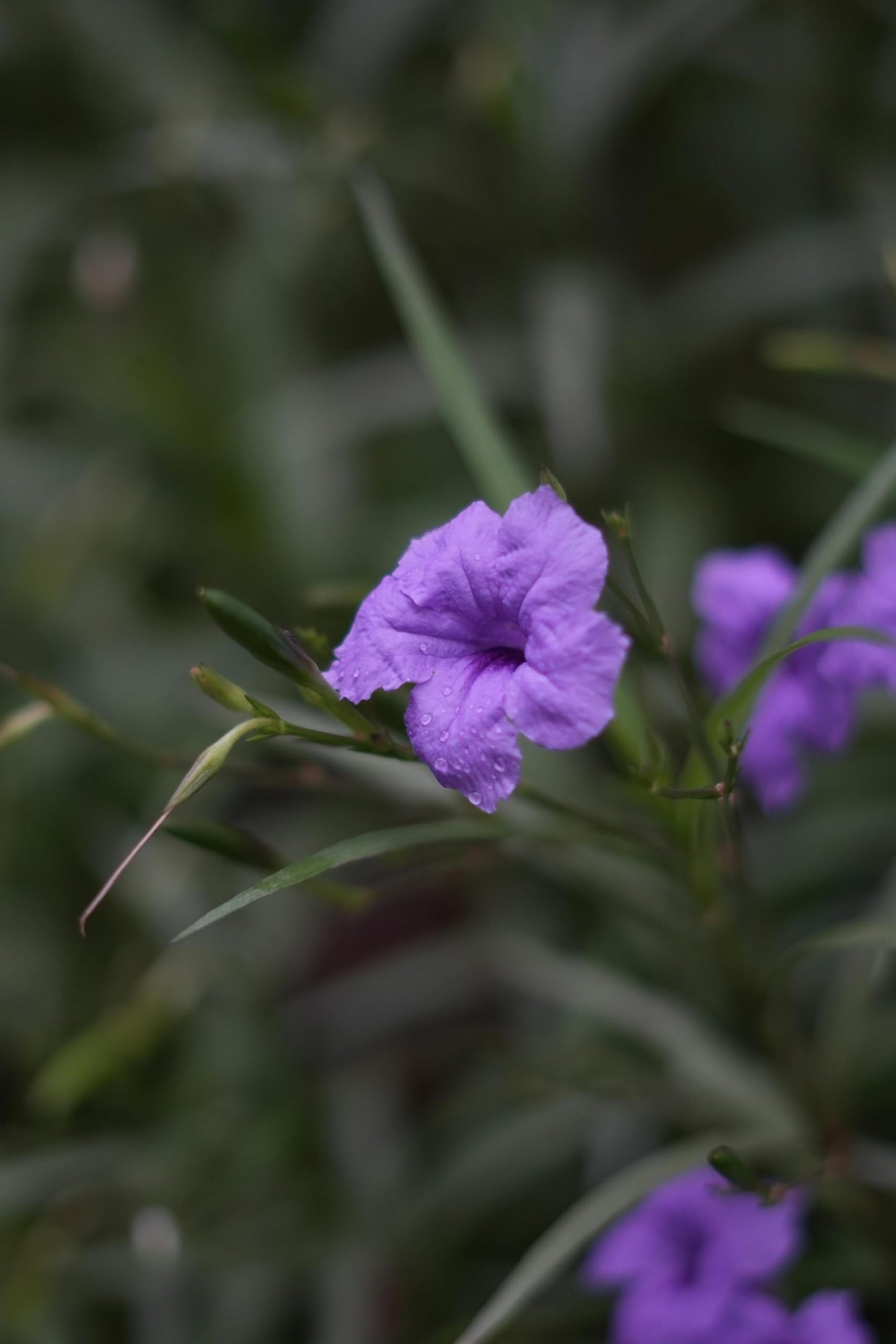Purple Mexican Petunia Plants – Mexican Bluebell Pack of 2 Live Starter Plants (6-8 Inches Tall) – Ruellia brittoniana, Purple Showers, Fast-Growing