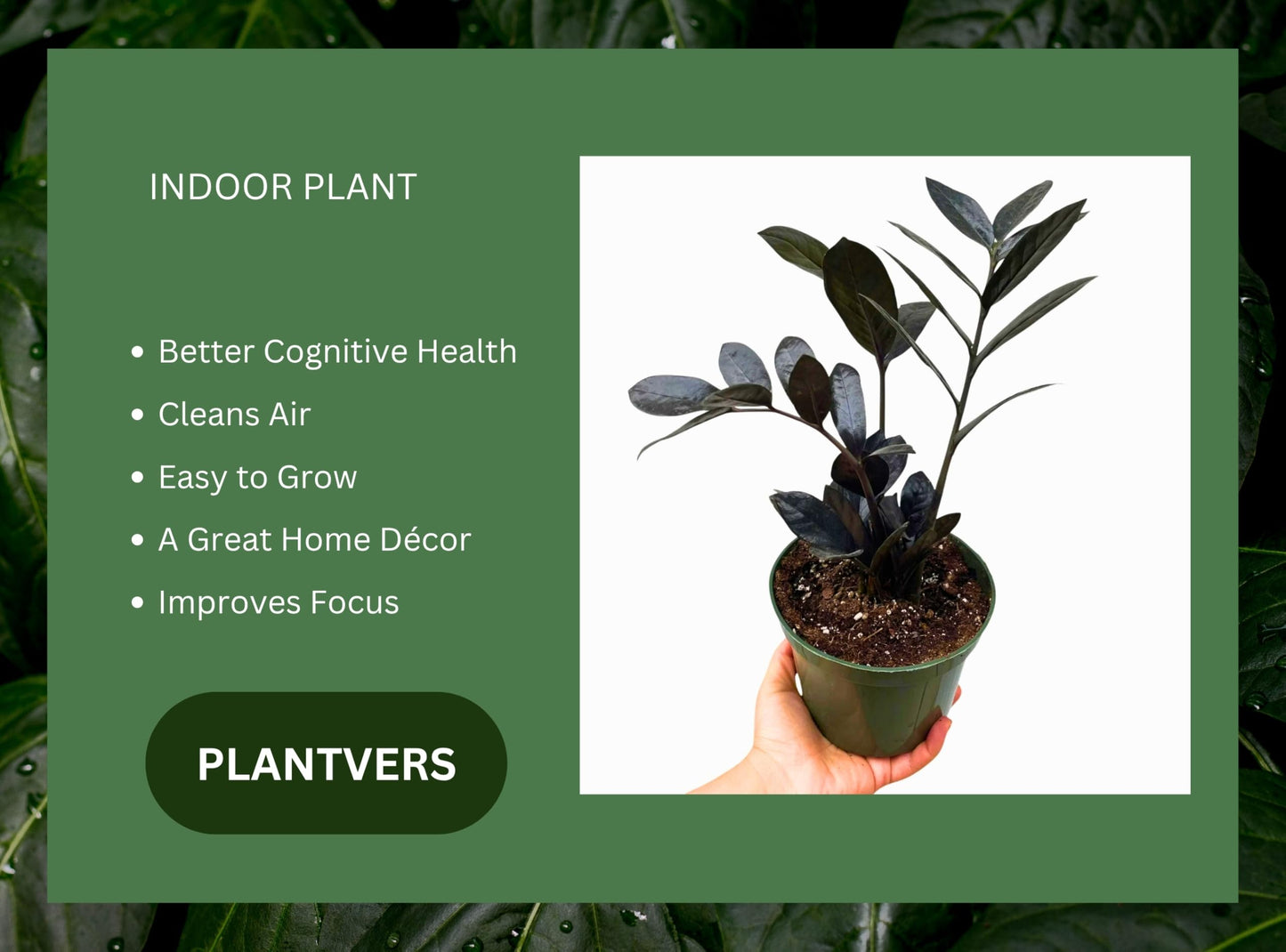PLANTVERS Raven ZZ Plant in Nursery Pot | Zamioculcas Zamiifolia ‘Raven’ | Low-Light Black Foliage Indoor Plant | Drought-Tolerant Air Purifier for Home or Office (4" Grow Pot)