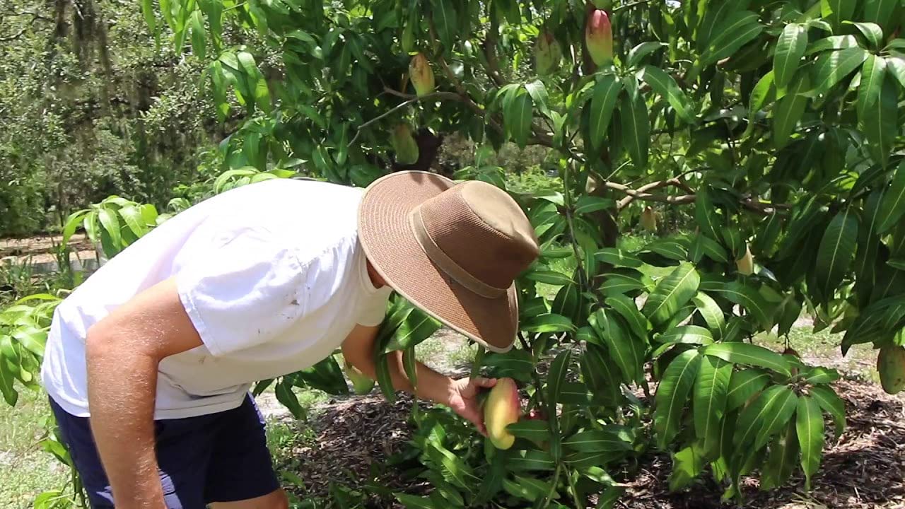 Mango Tree - Live Fruit Tree in a 3 Gallon Pot - Mangifera Indica 'Valencia Pride' - Tropical Edible Fruit Bearing Tree