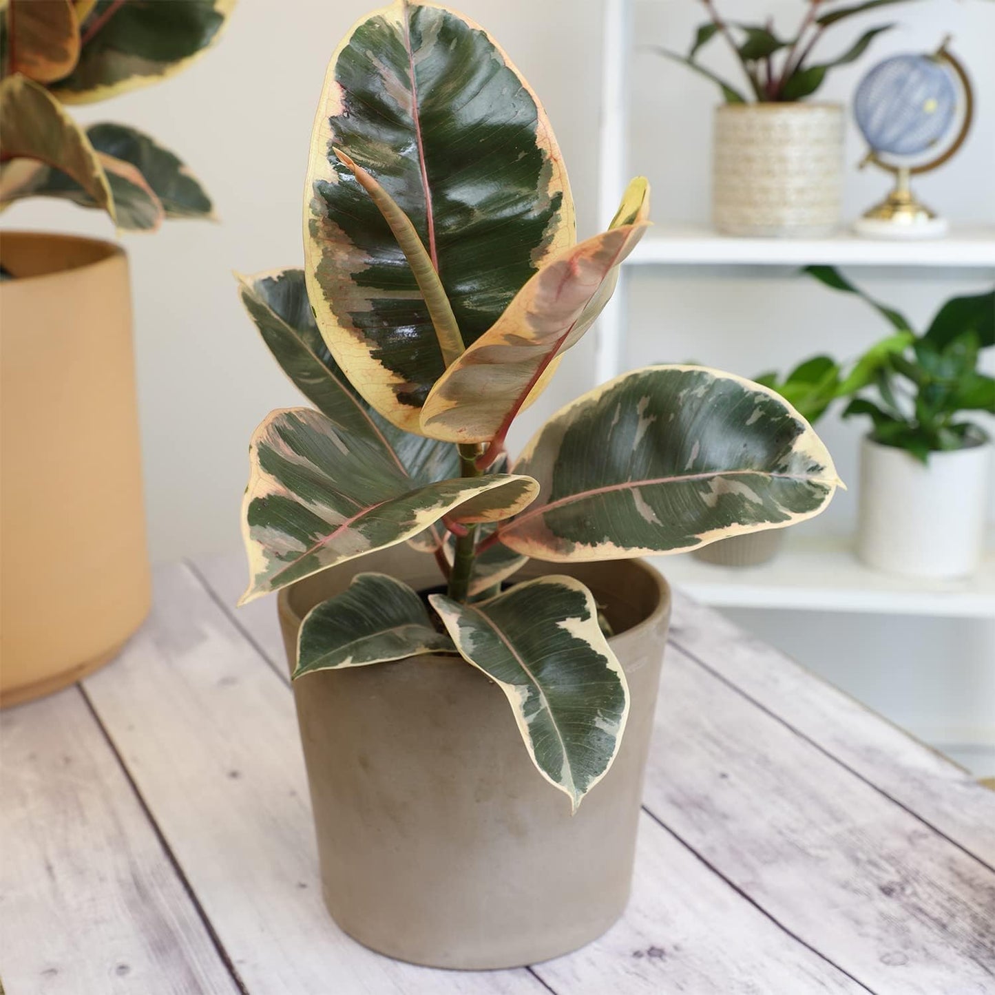 Tineke' Ficus Tree Live Plant (Variegated Rubber Plant), Ficus Elastica Live Plant Delivery, Easy Plant, Indoor Plants Live Houseplants, Real Plants, Live Plants Indoor Plant Decor by Plants for Pets