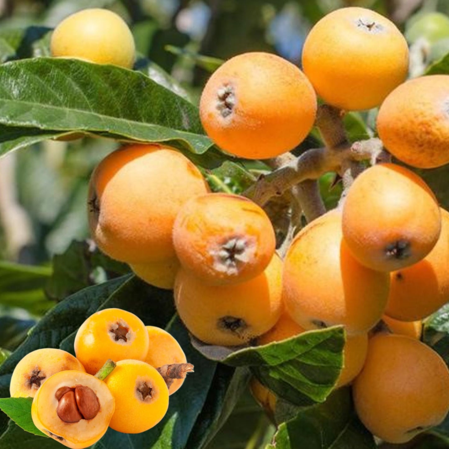 Loquat Tree Live Plant, Golden Loquat Tree, Fruit Tropical Plant for Garden 1 to 2 Feet Tall 3 Gal Pot - No Ship CA