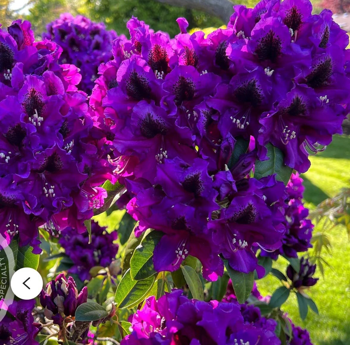 Live Plant - Florence ParksRhododendronWell Rooted Starter Plant