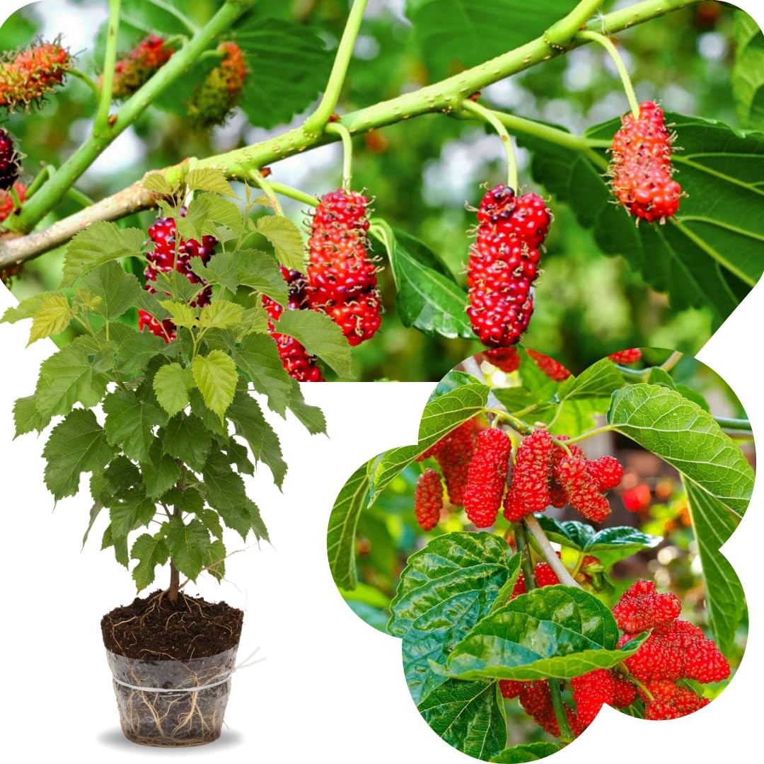 Red Mulberry Tree Live Plant, Hardy Well Rooted 4-8'' Tall, Mulberry Fruit Tree for Indoor Outdoor Spring Planting Mulberries