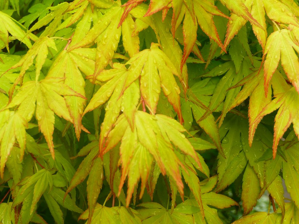 Orange Dream Japanese Maple - Stunning Orange and RED New Spring Growth ON A Dwarf Japanese Maple - 3- Year Tree