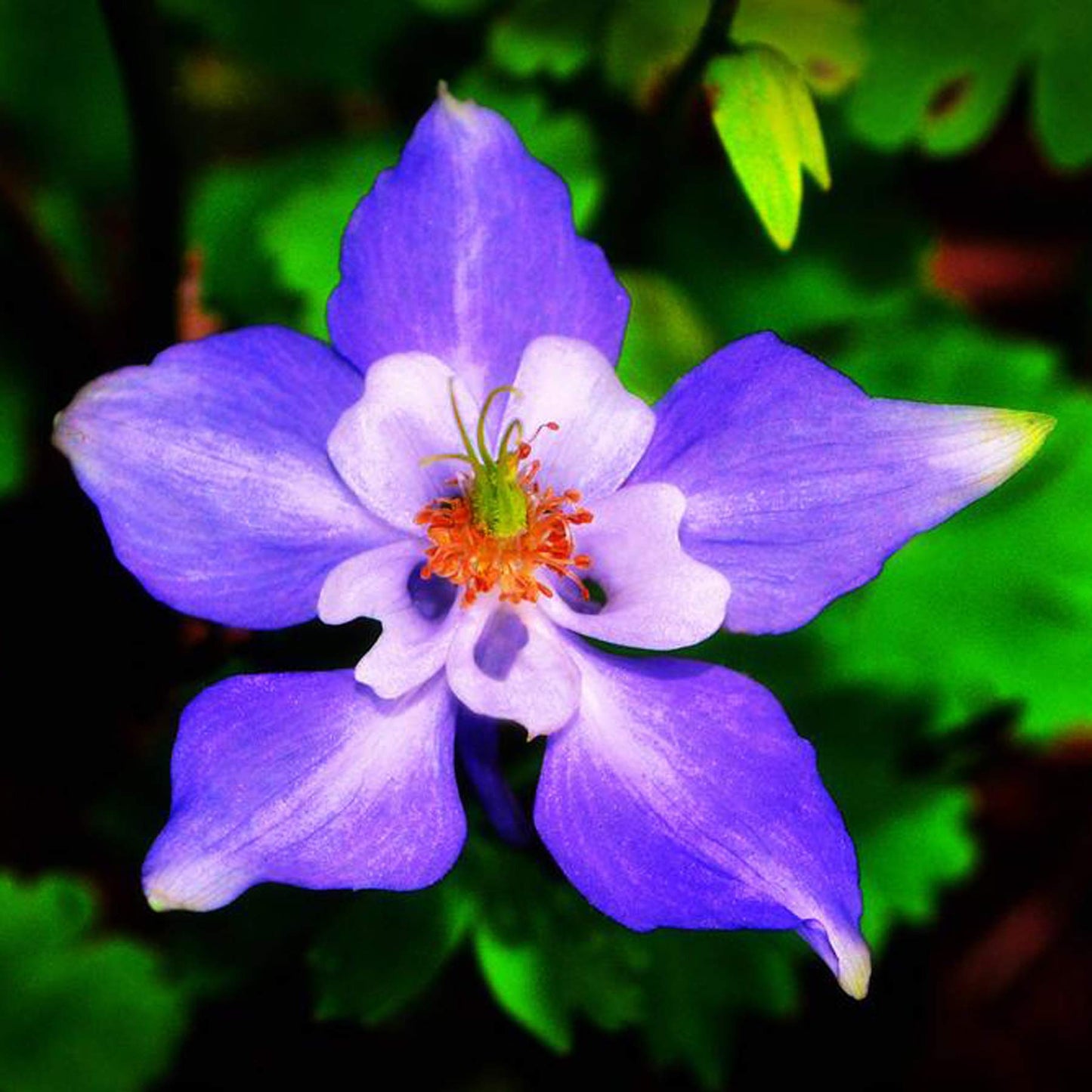 UtopiaSeeds Blue Dream Columbine Seeds - A Favorite Perennial Wildflower and State Flower of Colorado - Approximately 2800 Seeds