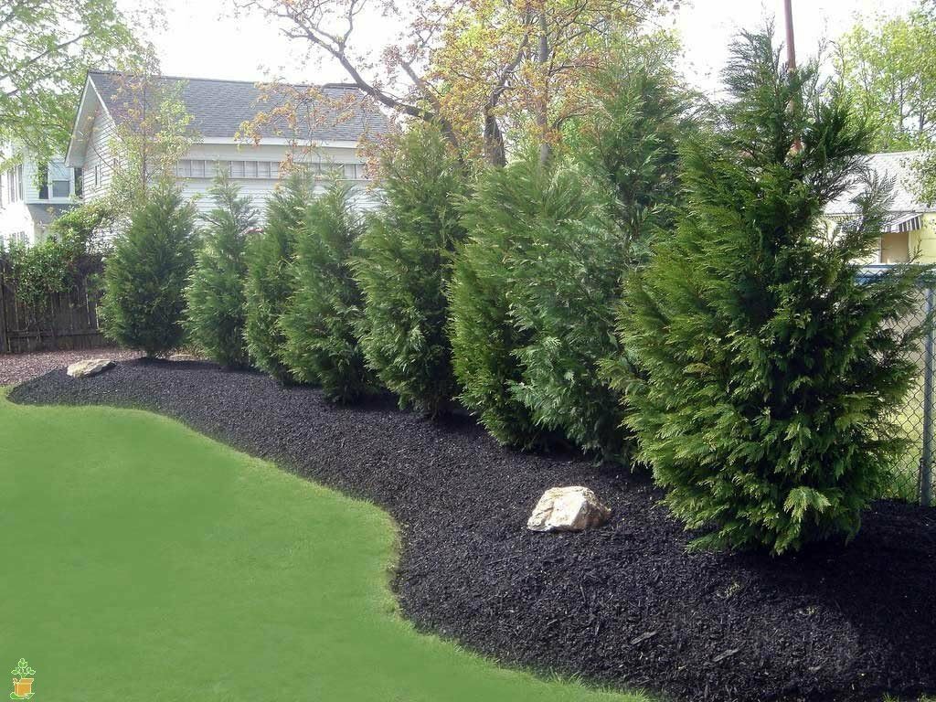 Live Plant - 20 Leyland Cypress Trees - 6-12" Tall Live Plants - Evergreen - Ships Bareroot