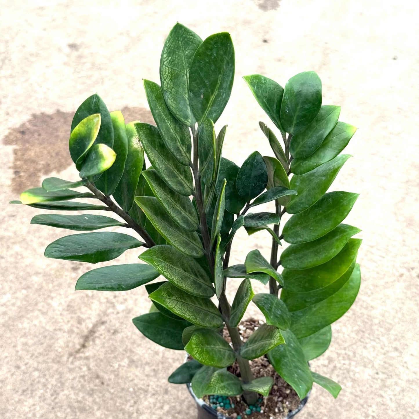 ZZ Chameleon Live Plant | Zamioculcas Zamiifolia Variegated House Plants | Indoor Outdoor Houseplants | Garden Gifts | Rare Cuttings (Heat Pack Included)