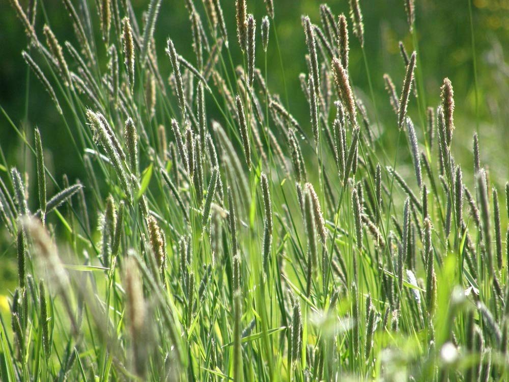 Climax Timothy Grass Seeds, 1 Pound by Seeds2Go