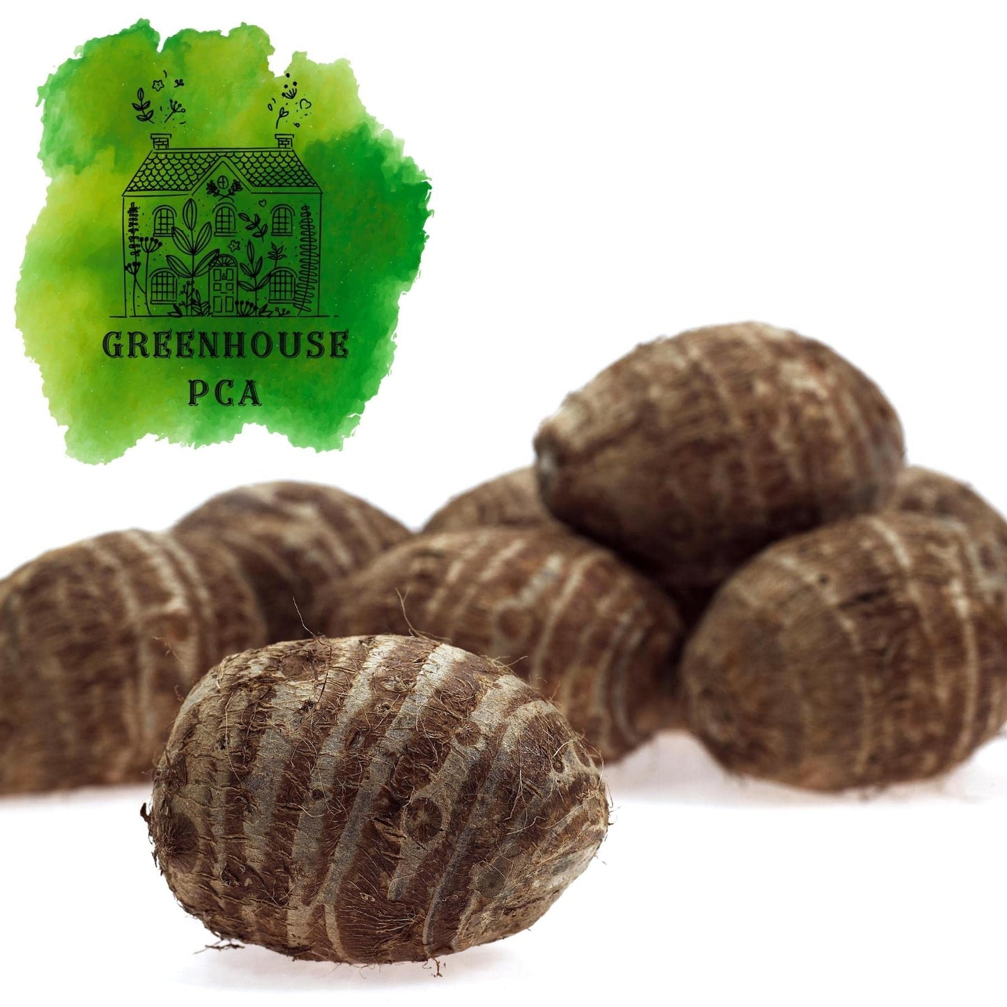 Ready 2 Grow 6 Live Bulbs Colocasia Esculenta Elephant Ear Taro Gabi Kalo Eddo by Greenhouse PCA
