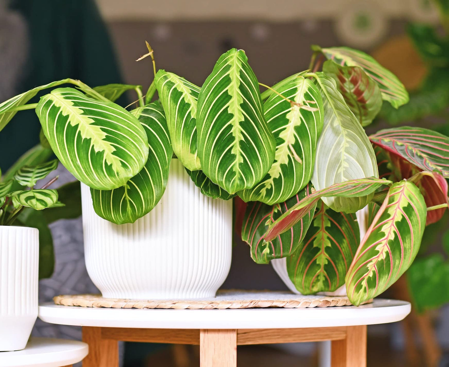Hopewind Plants Shop Live Plants (2PK) Indoor Plants - Set of Two Maranta Combination (Lemon Lime Prayer Plant, Red Maranta) Rare Variety Set, 4 inch Pot - only from Hopewind Plants Shop