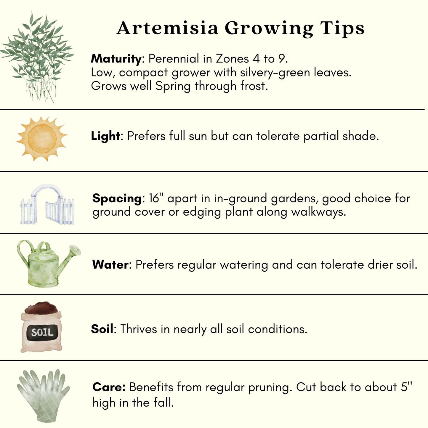 Clovers Garden Artemisia Silver Mound Plants – Two (2) Live Plants – Non-GMO - Not Seeds - Each 4" to 8" Tall – in 4" Inch Pots – Perfect Edging Plant, Tolerates Drought
