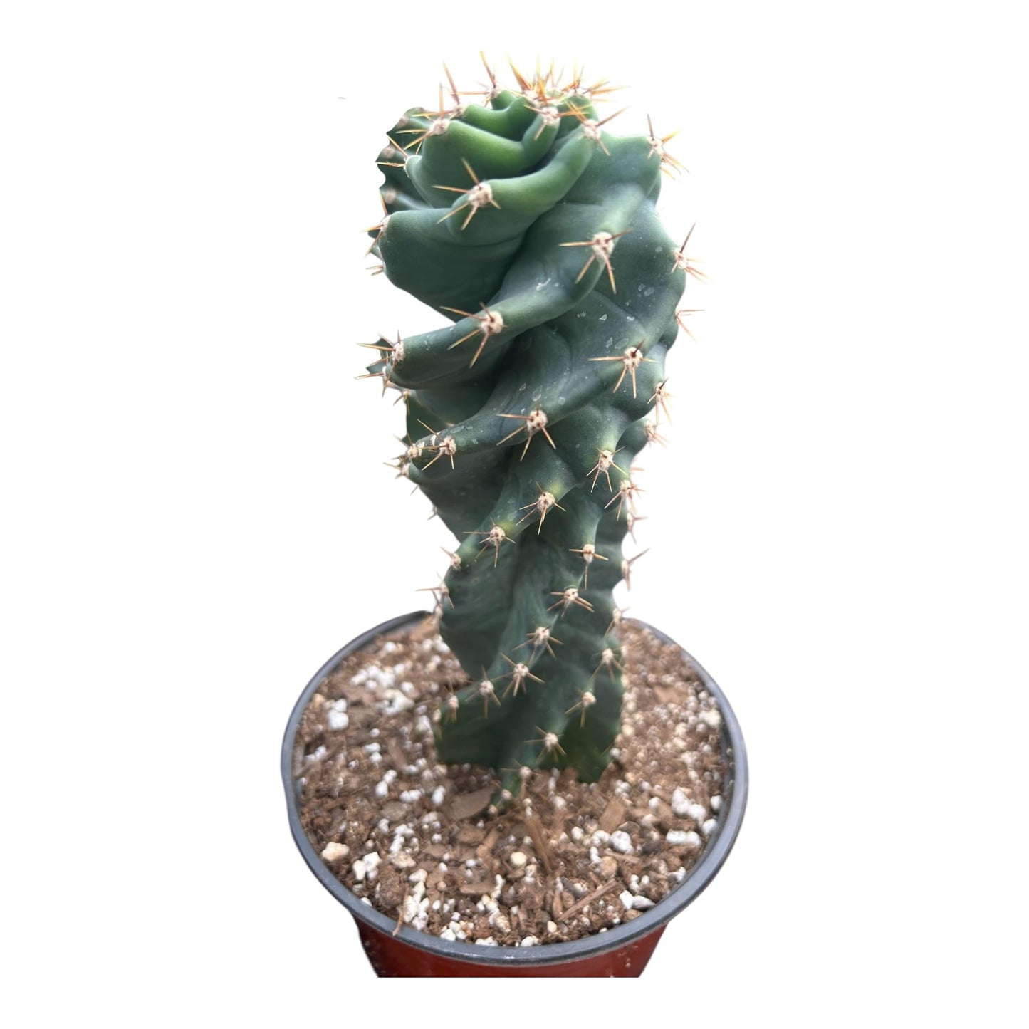 Live Spiral Cactus ā Twisted Cereus for Indoor/Outdoor Display | Unique Spiral Succulent in 6-Inch Pot | Low Maintenance Live Plant