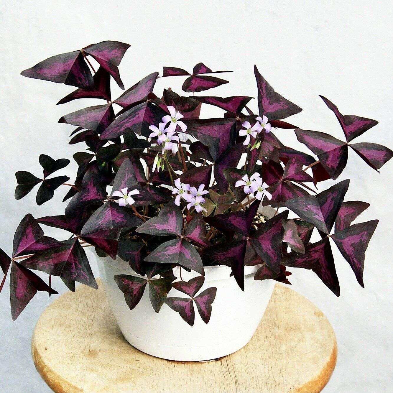 Live Plant - False Shamrock (Oxalis Triangularis) Ornamental Live Plant 10β-20β