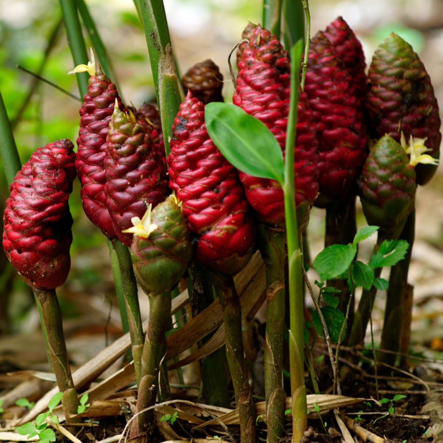 Set 10 Awapuhi Shampoo Ginger Roots, Zingiber Zerumbet Tropical, Fresh Ginger for Grow Garden, Ready to Grow