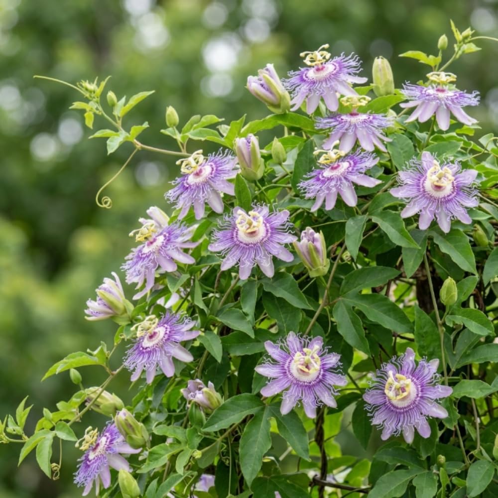 Set 2 Light Purple Passion Flower Plants Live, Passiflora Flower Vine 4-7'' Tall, Fragrant Climbing Plant for Garden, Patio, Containers