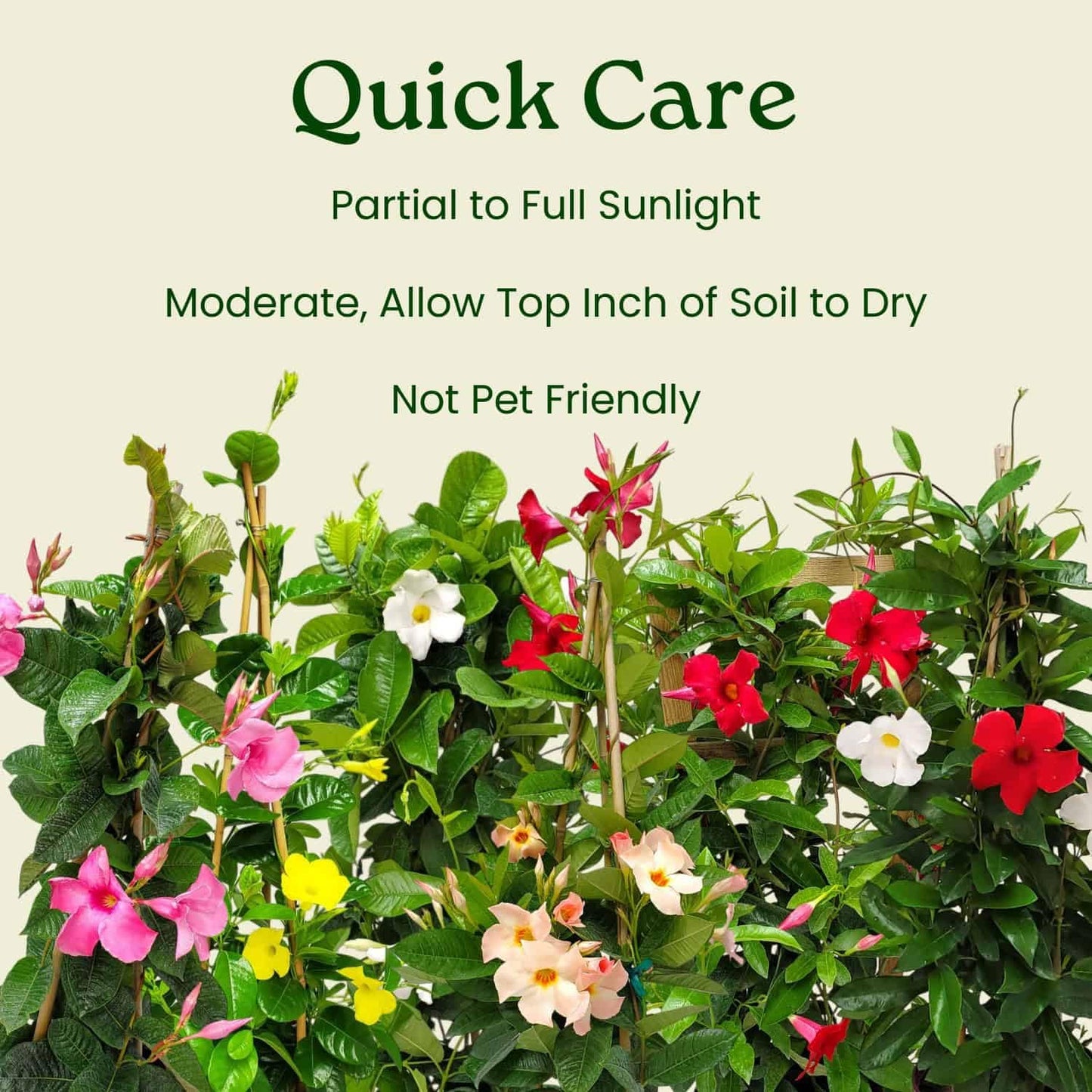 Live Mandevilla Vine Plant - Trellis - White Giant - Tropical Plants of Florida - Overall Height 36" (Plant Only)