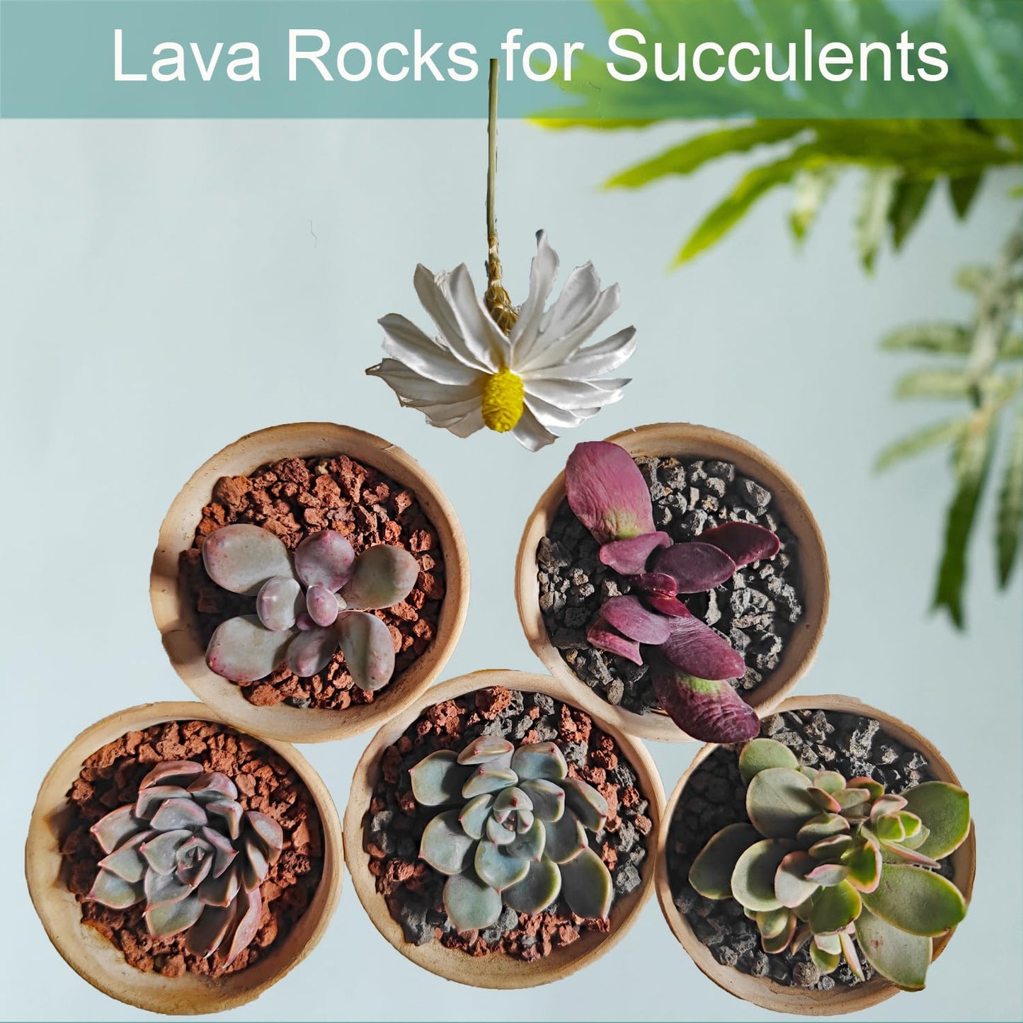 Lava Rocks for Plants, Volcanic Stones Gravel Horticultural Drainage Potting Soil for Indoor Outdoor Plants, Succulents, Bonsai, Cactus, Vase Fillers, Top Dressing (Black, 5lbs)
