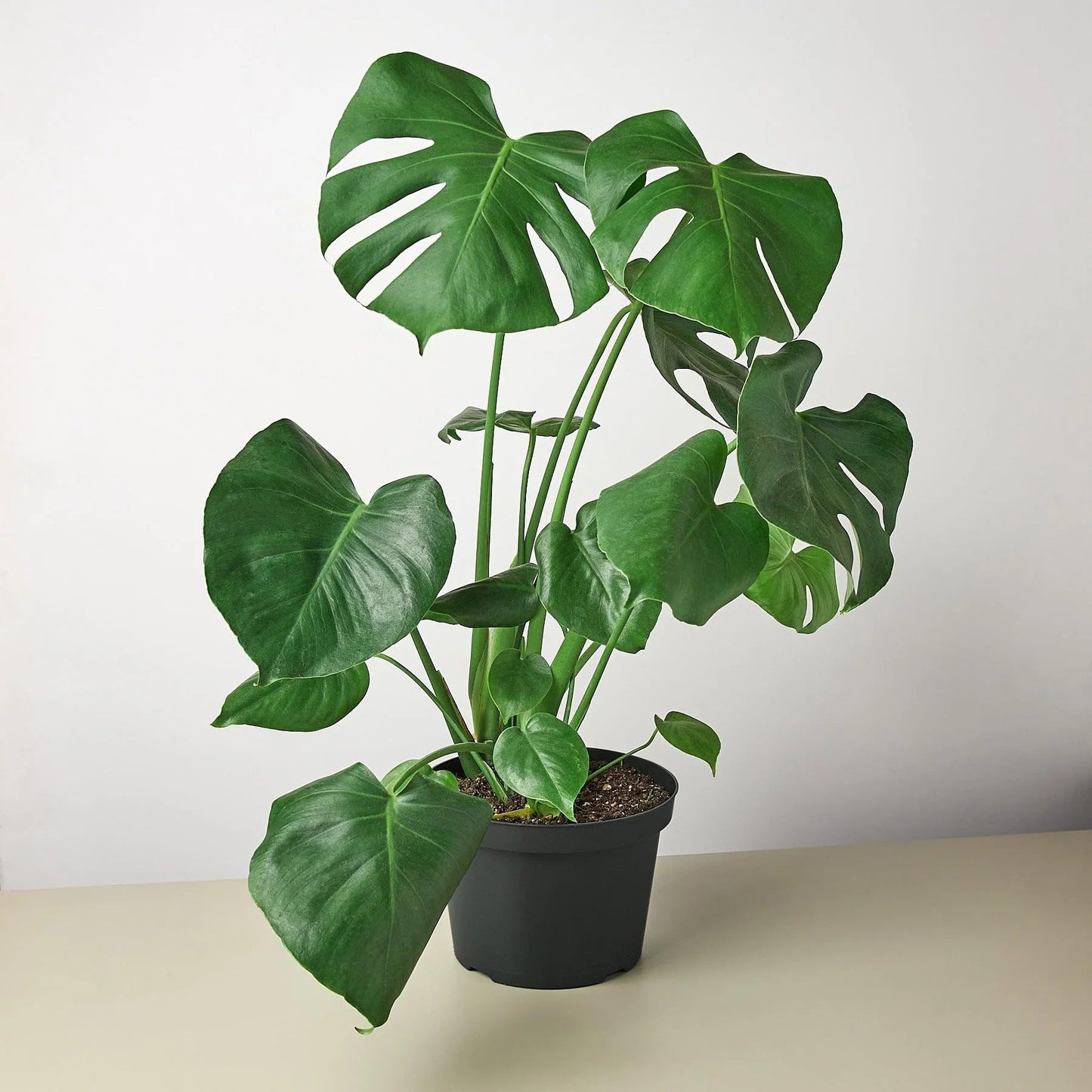 Philodendron Monstera Split-Leaf in 4in Pot - Live Plants Tropical Houseplants | Variegated | USA Growers | The Snobby Leaf