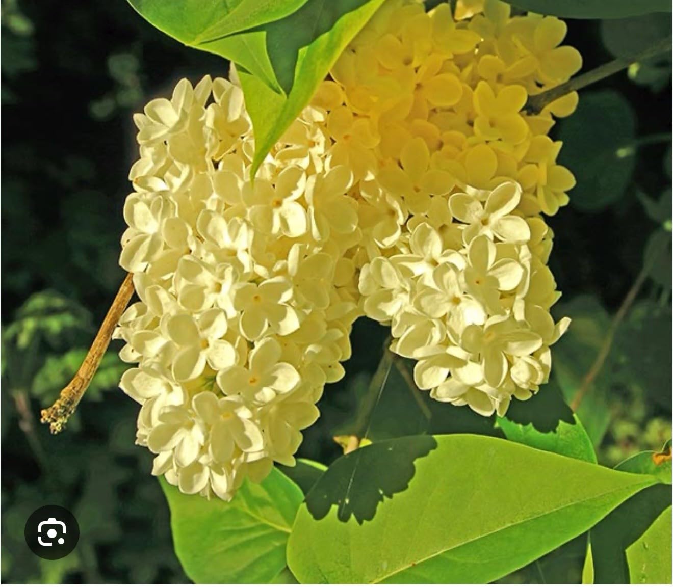 Live Plant - Primrose LilacSyringa VulgarisSmall Well Rooted Starter Plant4-8โ Tall