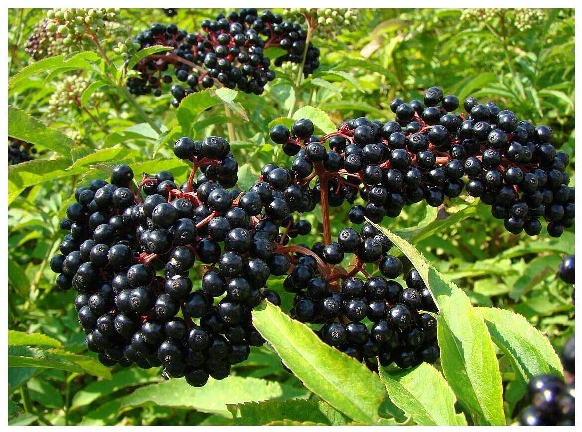 (7) Adams Elderberry Unrooted Cuttings, American Native Black Fruit Bearing Perennial, Fresh Cuttings