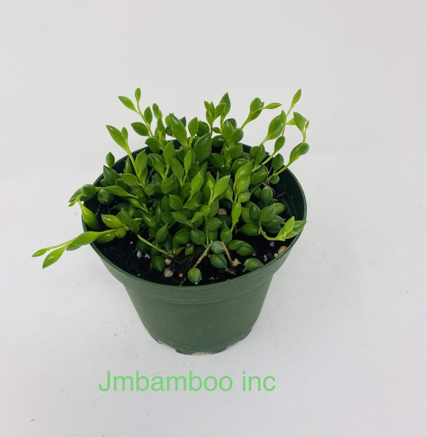 String of Beads Plant in Plastic Pot by JMBAMBOO