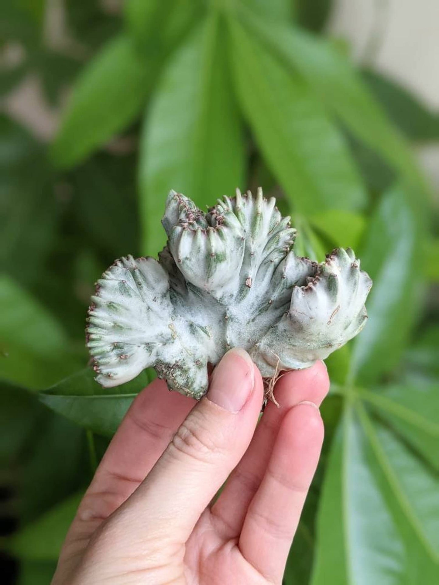 Euphorbia Rare Live Succulent Plant (Lactea Crested Variegated (White Ghost 2”))