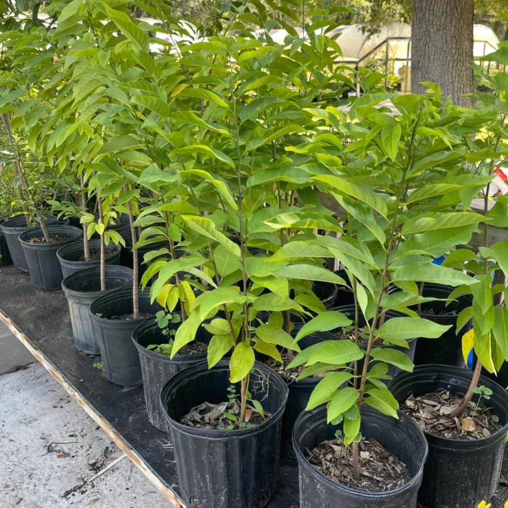 Red Sugar Apple Tree, 3 Gallon Pot, 2-3 Ft Red Grafted Sugar Apple Tree Live Plant for Planting Outdoor Garden, Well Rooted, No Ship to CA