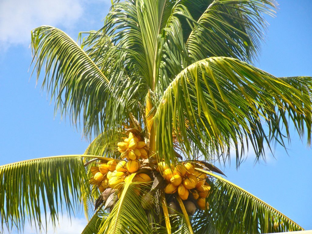 Cocos Nucifera Coconut (Yellow) Exotic Plant Palm Tree Ready to Pot,1 Live Seed
