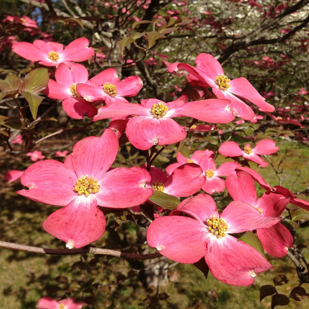 Pink Dogwood Tree Live Plant for Planting Outdoor, 8-14 Inch Tall, in Quart Pot, Dogwood Live Plant Dogwood Bush, Dogwood Plant Live