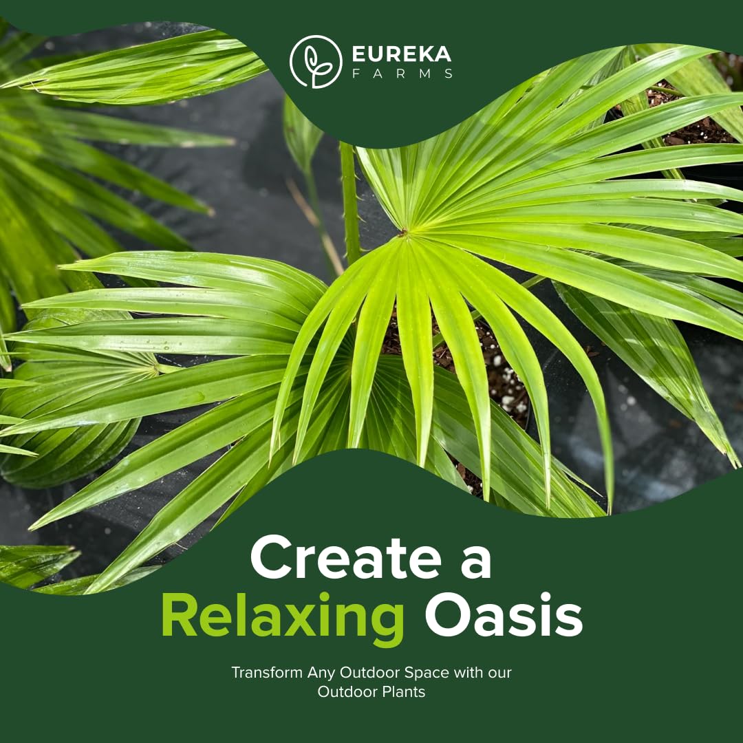 Chinese Fan Palm Tree, Livistona chinensis - Tropical Indoor/Outdoor Live Tree, Exotic Houseplant with Large Fan-Like Leaves, Low Maintenance Garden and Patio Accent (2gal Pot; 35-42in)