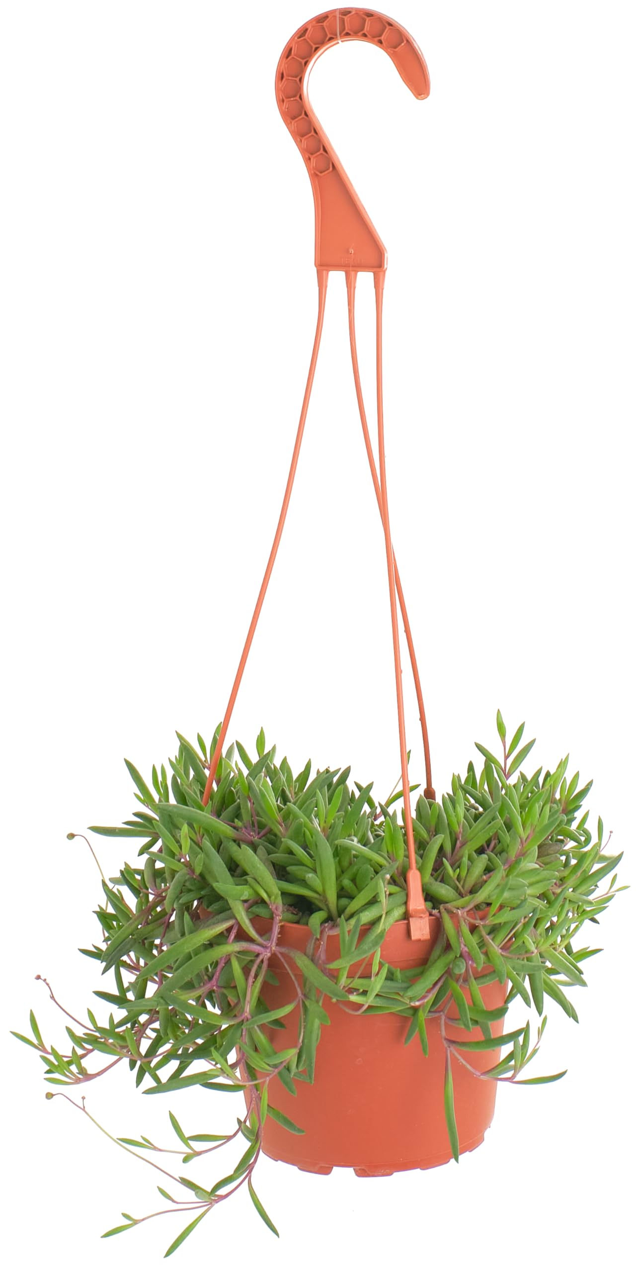 Shop Succulents Ruby Necklace Hanging Succulent, Othonna Capensis, Fully Rooted Live 6" Succulent Plant with Hanger, Low Maintenance Indoor Plant, Trailing Succulents, Gift & Garden