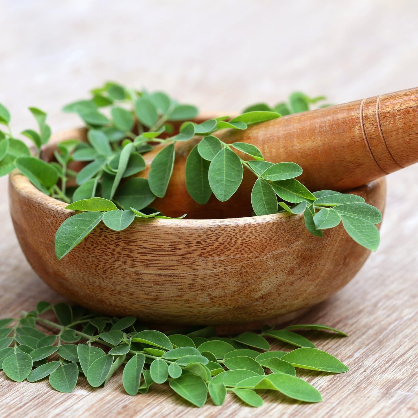 Moringa Plant Live in 4 Inch Pot, Hardy Perennial Moringa Oleifera Drumstick Tree Herb Plant
