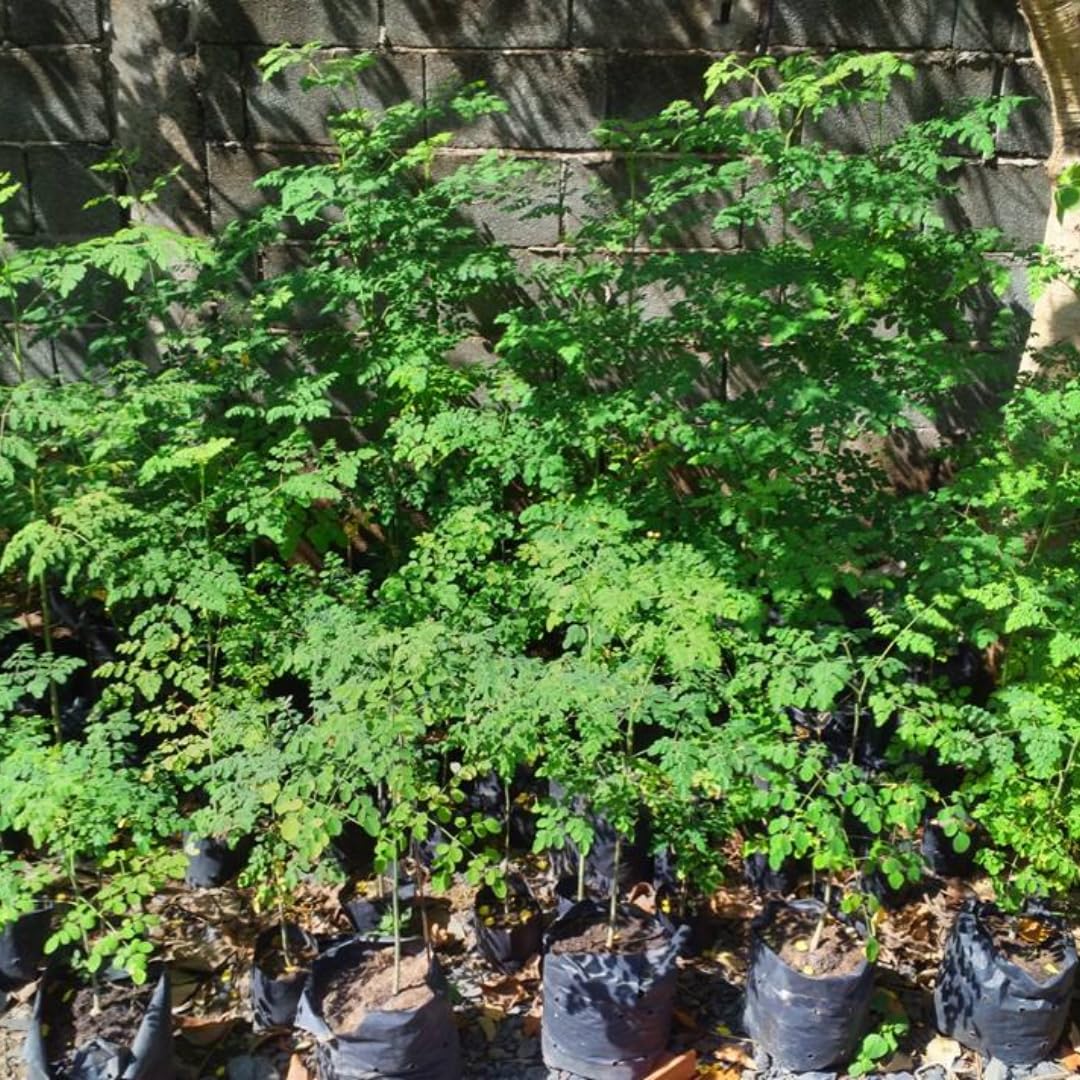Moringa Tree Plant Live in 4" Pot, Moringa Tree Drumstick Horseradish Oleifera Plant 6-10'' Tall, No CA