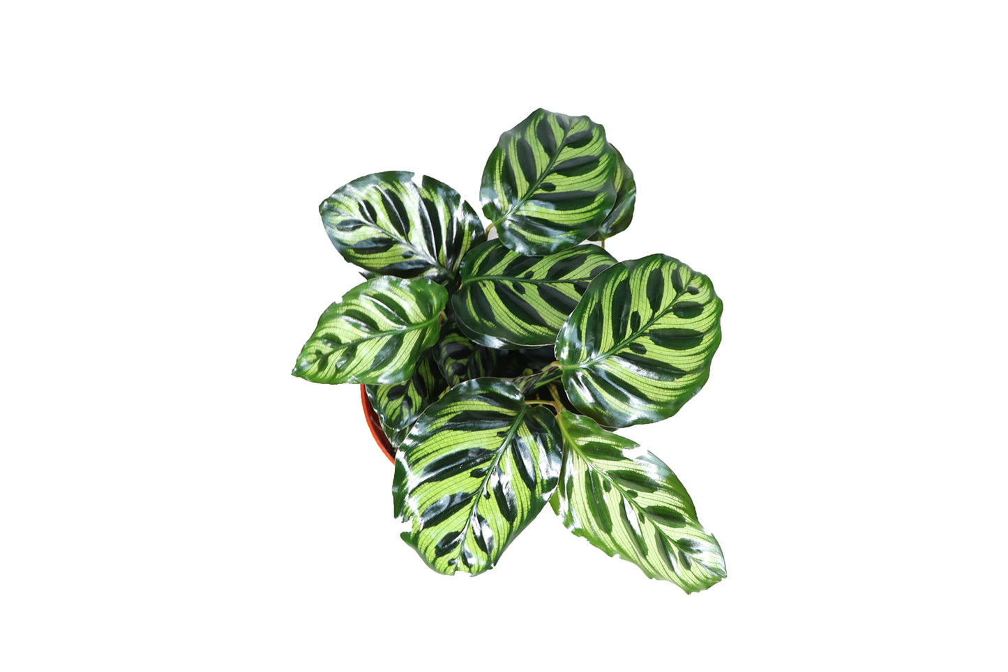 Calathea Peacock Makoyana- 6'' from California Tropicals