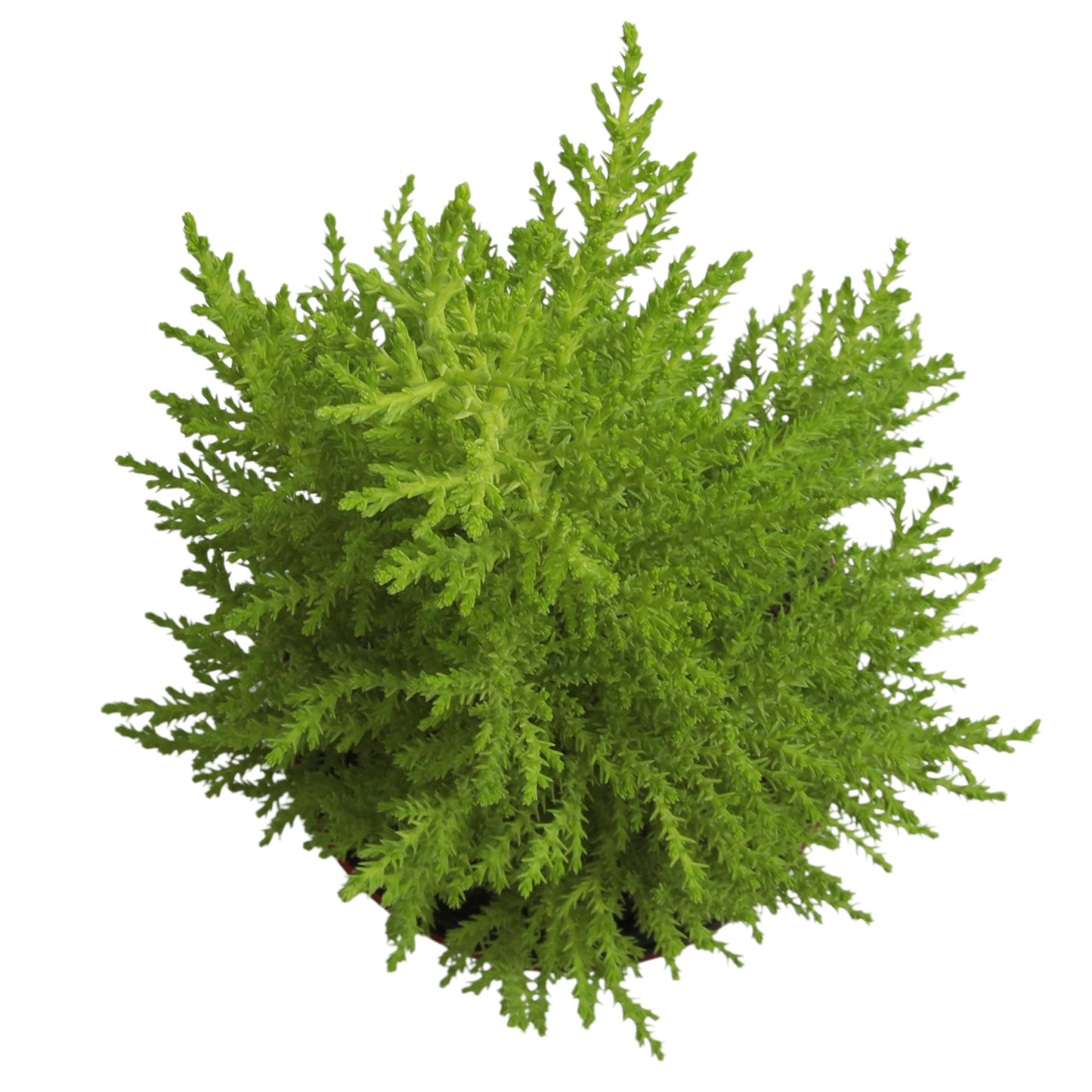 Miniature Festive Lemon Cypress Tree with Decorative 4.25" Pot Cover, Live Plant Gift for Holidays, Easy Care Live Houseplants for The Holidays by Plants for Pets