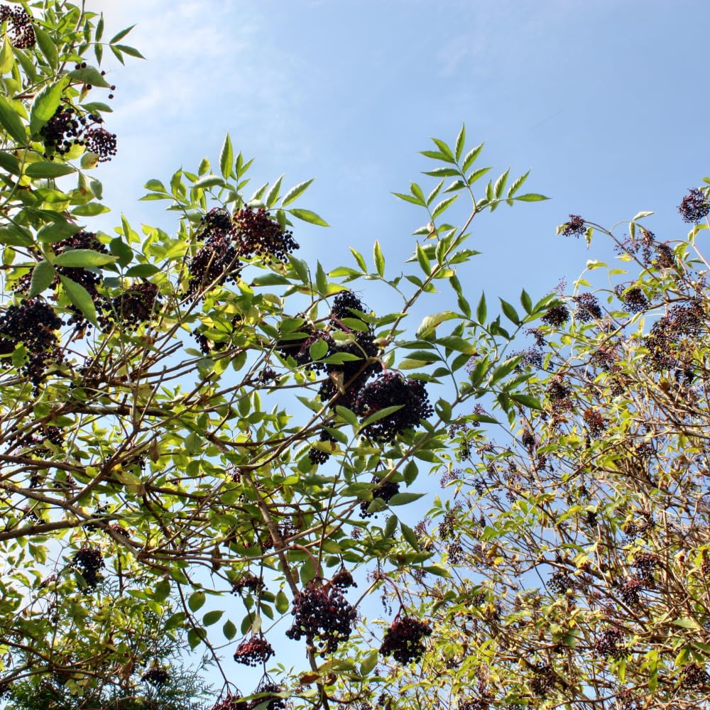 2 Black Elderberry Live Bare Root Plants | 8-12" Cold-Hardy Rooted Cuttings | Fast-Growing Deciduous Fruit Trees for Backyard and Patio | Easy to Care and Maintain