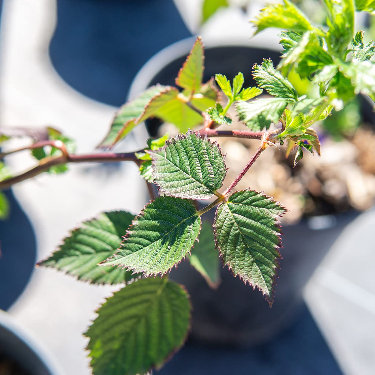 PERFECT PLANTS Perfect Plants Arapaho BlackBerry Bush 3 Gallon | Live Fruit Trees for Outdoor Planting | Self Fertile Blackberries & Thornless for Easy Picking | Sweet & Healthy Black Berries