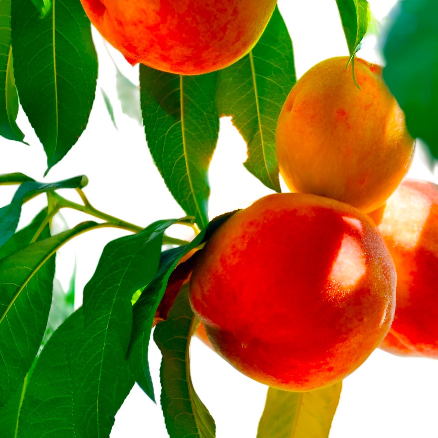 O Henry Peach Tree Live Plant – High-Yield Organic Peach Tree with Sweet, Juicy Fruit for Home Gardens & Patios (5 Gallon/Potted/Set of 2 Plants)