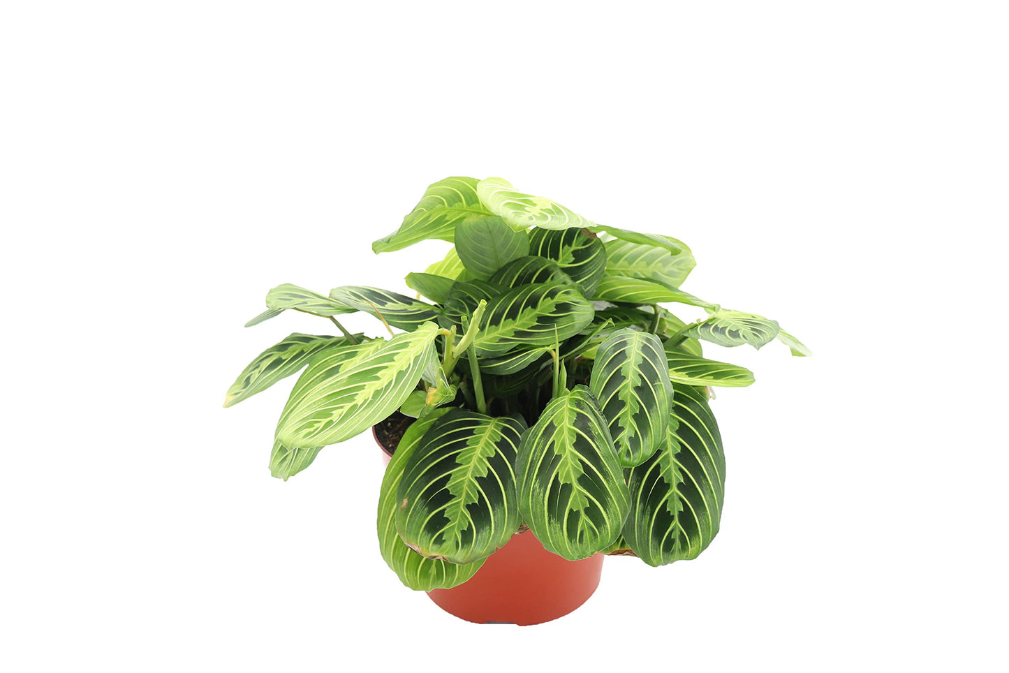 Lemon Lime Maranta - 8" from California Tropicals
