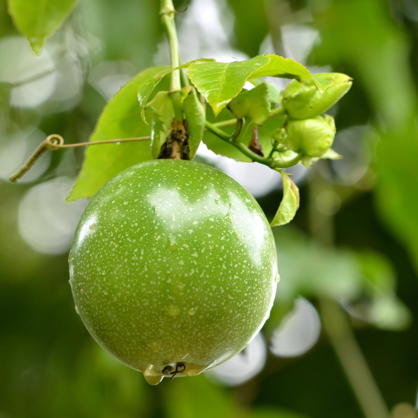 Purple Passion Fruit Plant Live, 5 to 8 inch Tall Passiflora Passion Fruit Plant for Outdoors Garden, Perennial Fruits Climbing Vine Starter Plants Without Pot