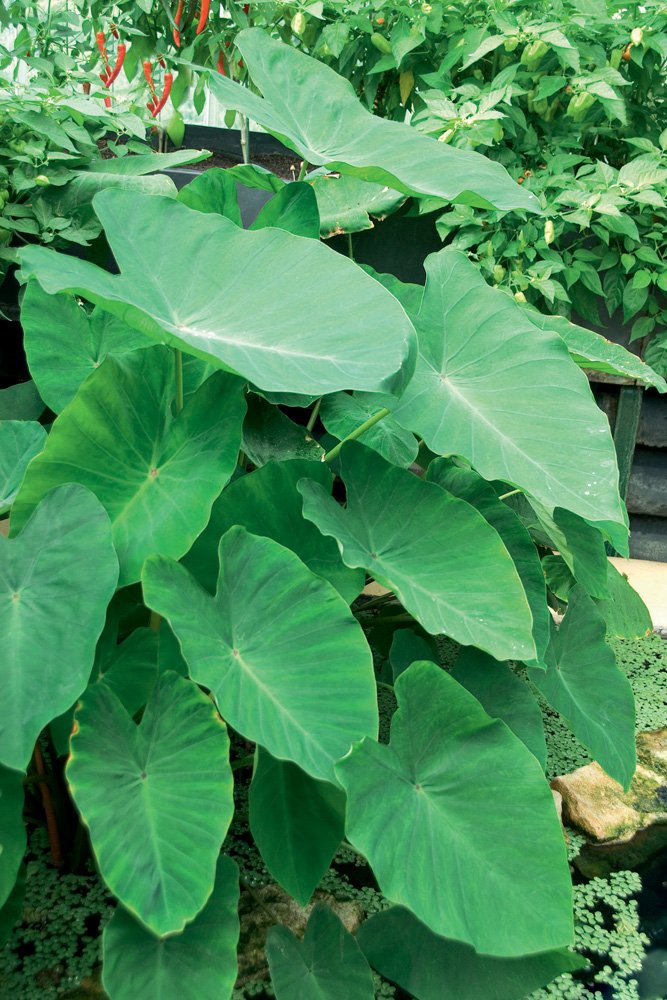 Van Zyverden Summer Foliage Jumbo Elephant Ears Bulbs (Set of 6), 112362