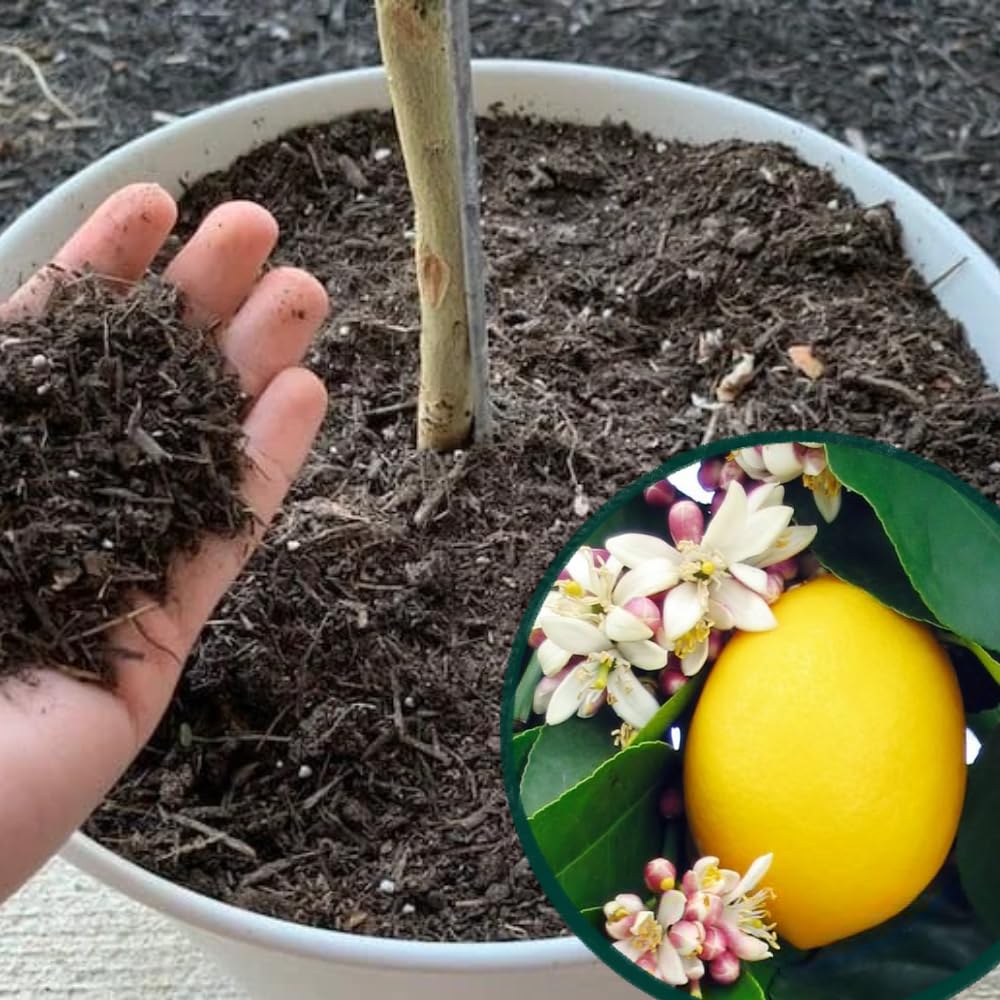 3 Meyer Lemon Trees Live Plants in 4'' Pot, Fragrant Citrus Tree, Hardy and High-Yielding Meyer Lemon Plant for Indoor Outdoor Growing, Ready to Grow, 3-5 Inch Tall