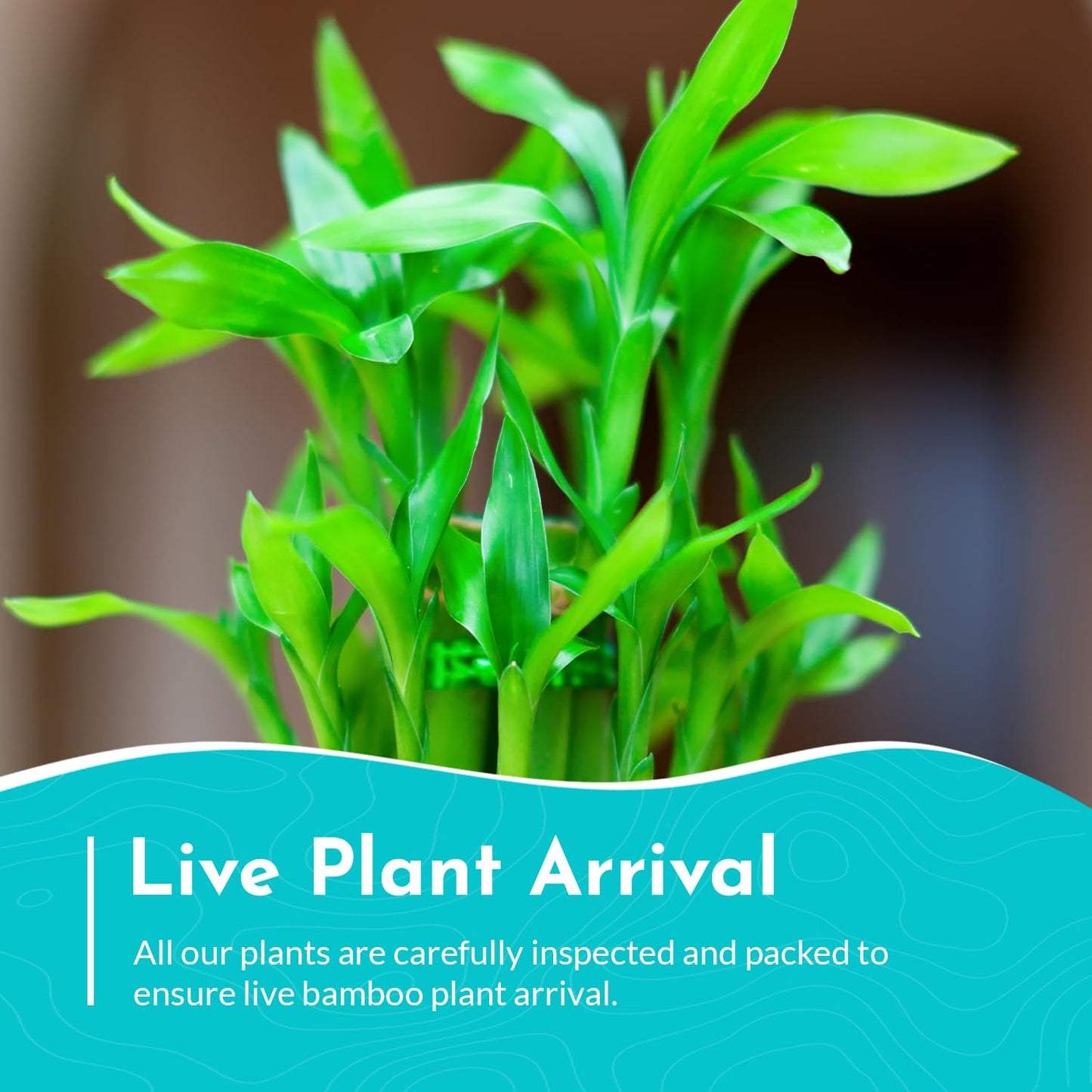 Canton Aquatics Lucky Bamboo 5 Pack - 8 Inches Tall Bamboo Plant, Real Plants Indoor Decor, Perfect Small Plant for Home and Office, Live Bambu, Easy to Grow Dracaena Sanderiana