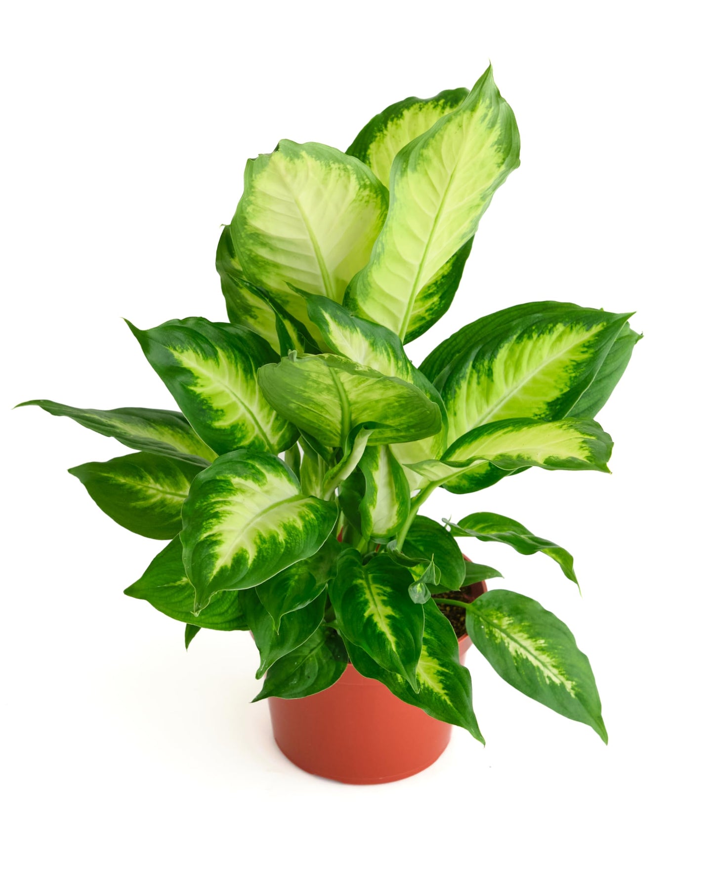 Shop Succulents Dieffenbachia Camille, Live Indoor Plant, Low Maintenance Tropical Houseplant with Attractive Variegated Leaves, Ideal for Home Decor, Office, and Room Enhancement, 6 Inch Nursery Pot