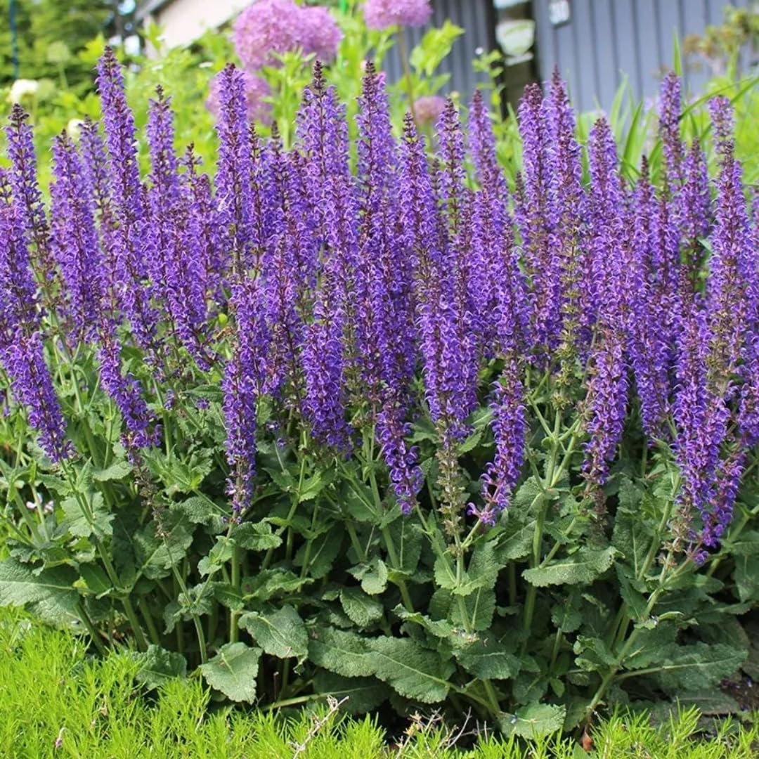 Violet Blue Purple Sage Live Plant, Salvia Plant Live Herb for Grow Indoors Outdoor in 3 Inch Pot
