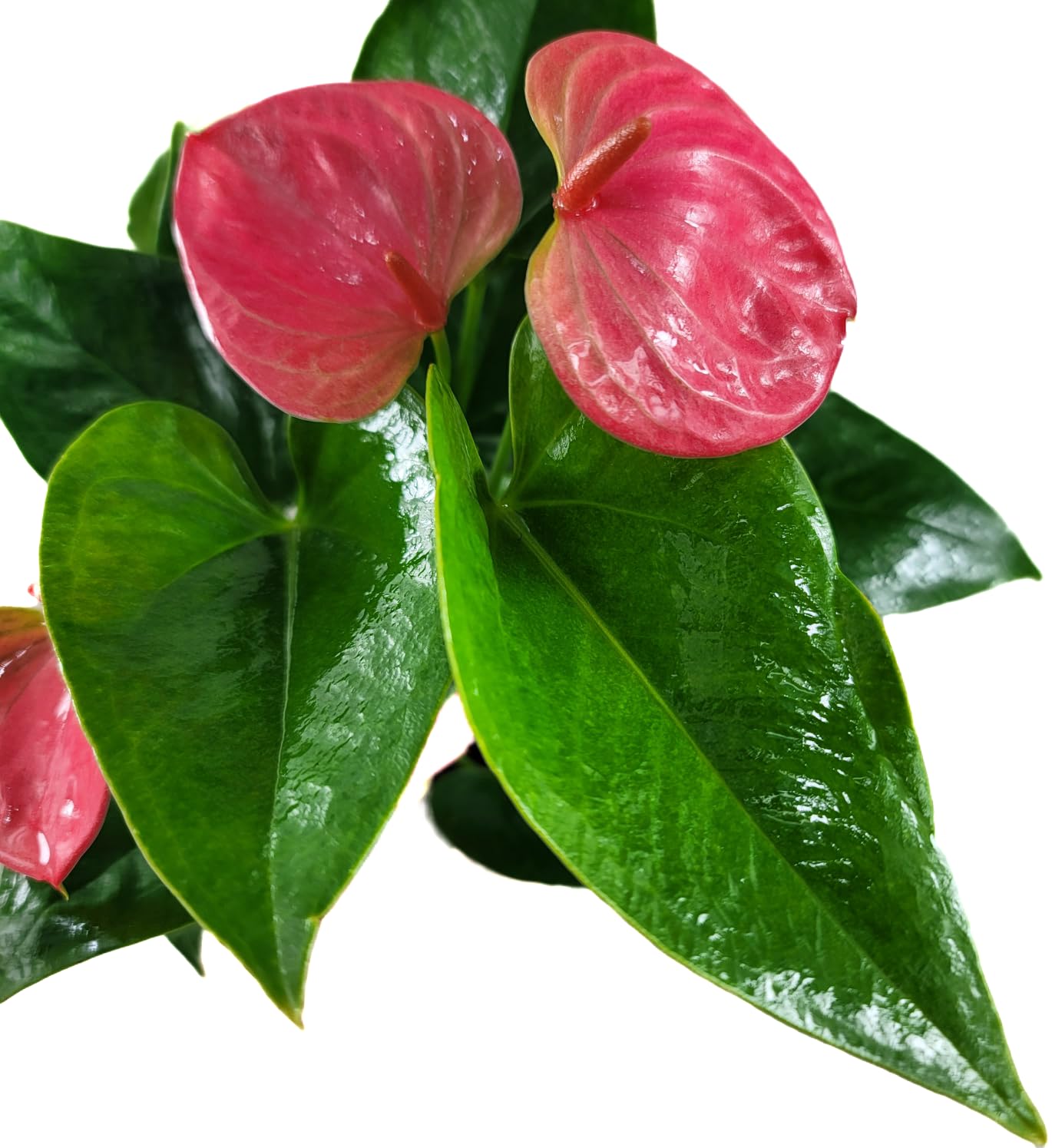 Anthurium Live Plant Pink Flowers - Anthurium Andraeanum Pink Flower - Anthurium Plants Live House Plants - Heart-Shaped Leaves - Available in 4" & 6" Pot - CA Seller (Small Plant, 4" Pot)